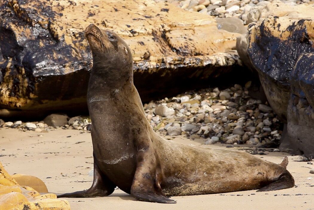 A sea lion covered in oil struggles on the beach just west of Refugio State Beach, about 100 feet from where the oil spill flowed into the ocean.