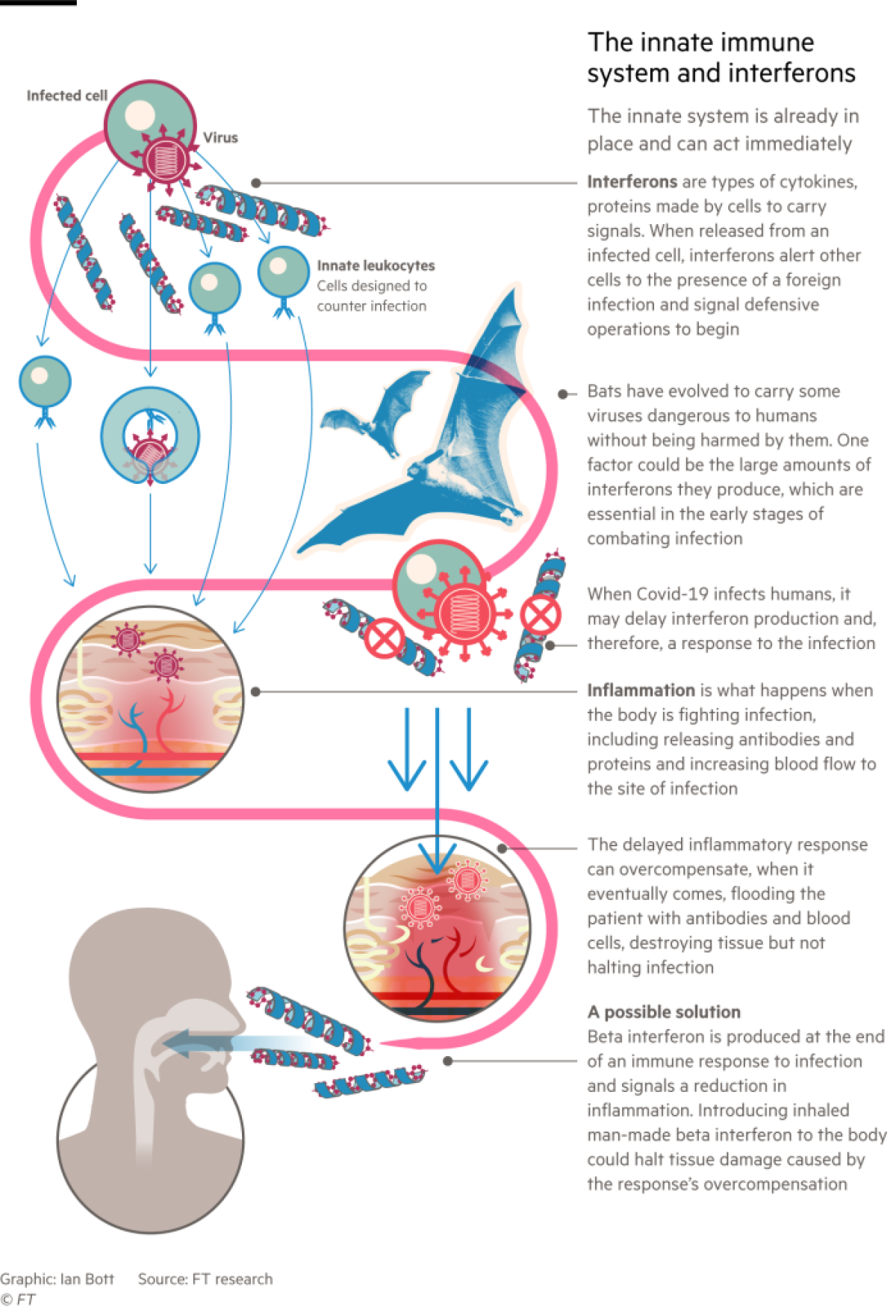 A graphic showing the innate immune system and interferons.