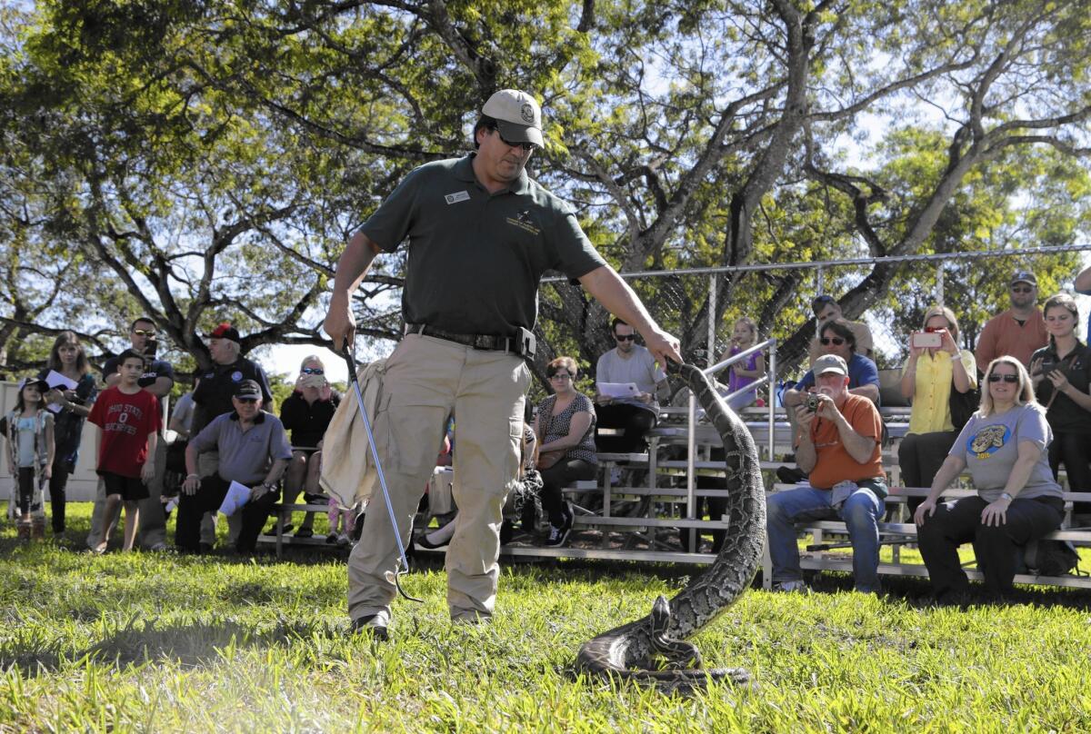 Jeffrey Fobb of the Florida Fish and Wildlife Conservation Commission demonstrates how to capture a Burmese python during the Invasive Species Awareness Festival in Miami. The festival is held in conjunction with the Python Challenge, a monthlong hunt.