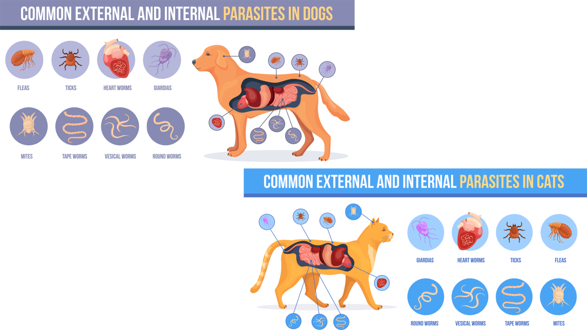 Spring Pet Parasite Prevention: Spotting the Hidden Signs - Los Angeles ...