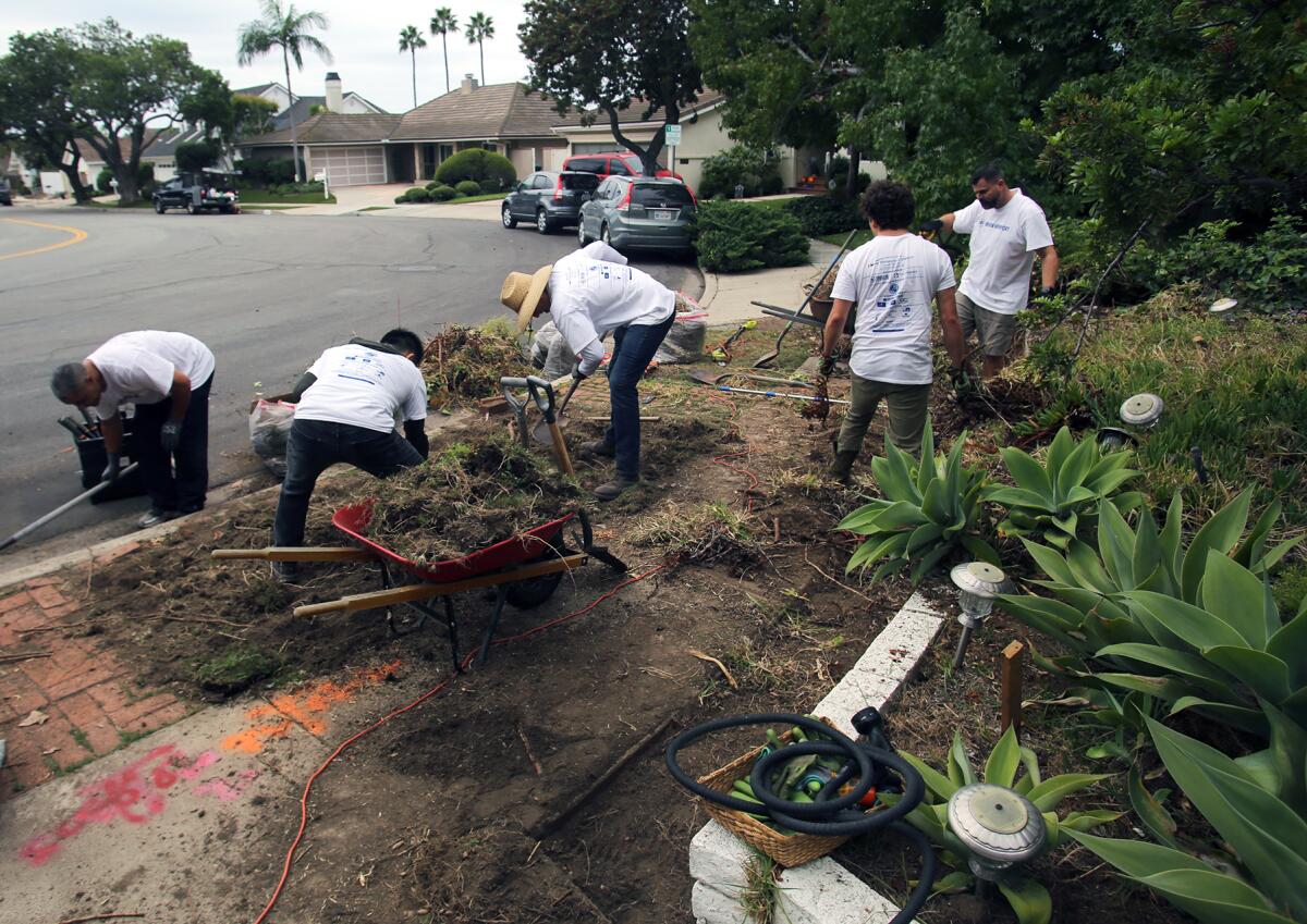 Several volunteers take part in cleaning overgrown vegetation.