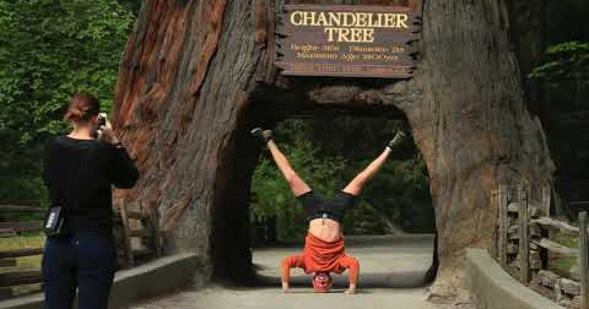 California's redwoods: In the land of the giants - Los ...