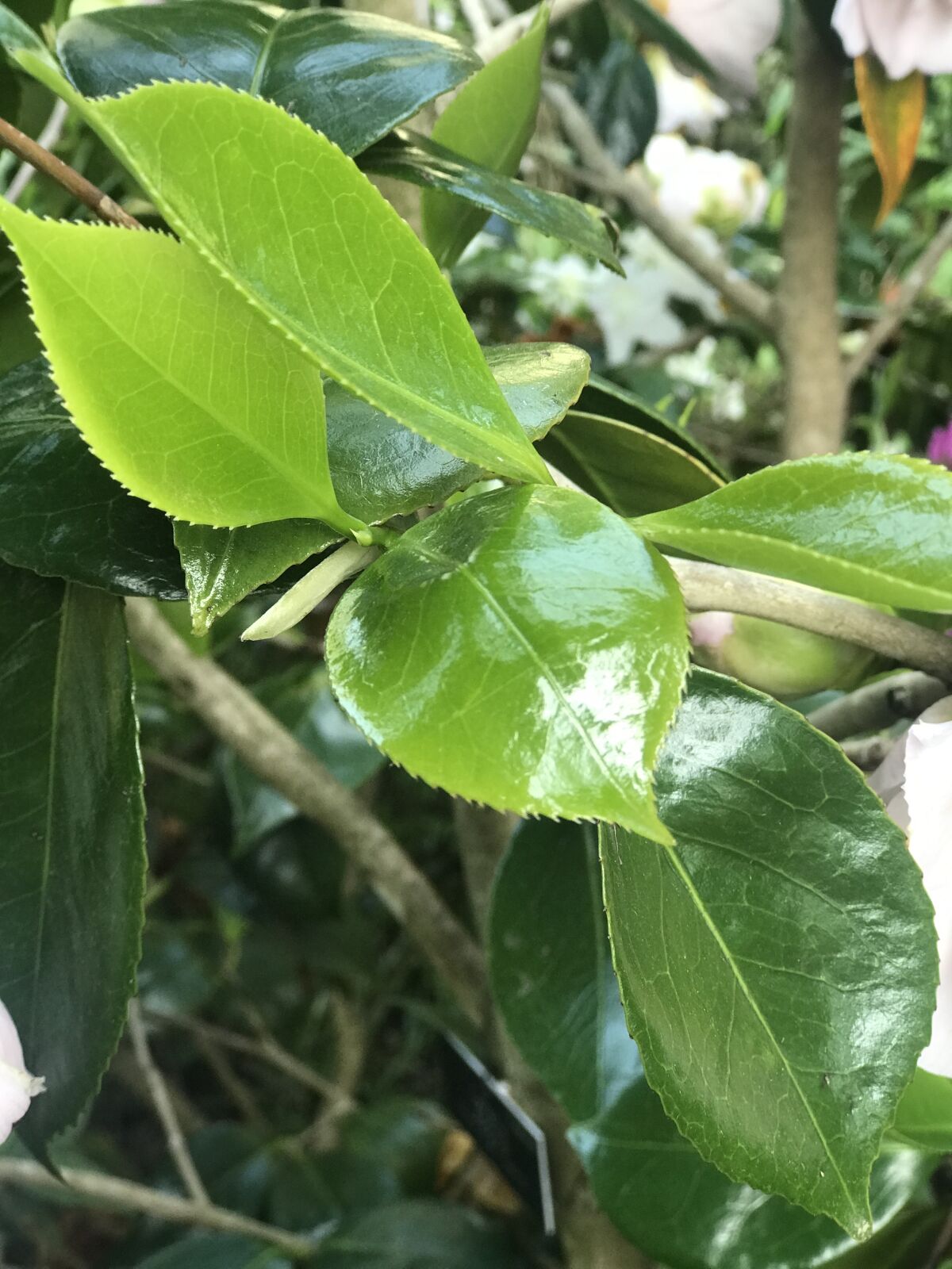 ?url=https   California Times Brightspot.s3.amazonaws.com Ce 48 2f1d09004de49d3b2e7b16d4d350 Garden Mastery 1 Camellia Sinensis Leaves.JPG