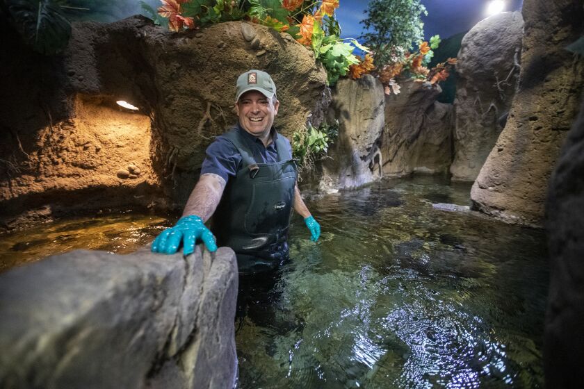LOS ANGELES, CALIF. -- WEDNESDAY, AUGUST 7, 2019: Los Angeles Zoo curator of reptiles and amphibians Ian Recchio, in a amphibian tank at the zoo, is leading a captive breeding program for federally endangered mountain yellow-legged frogs at the zoo in Los Angeles, Calif., on Aug. 7, 2019. (Brian van der Brug / Los Angeles Times)
