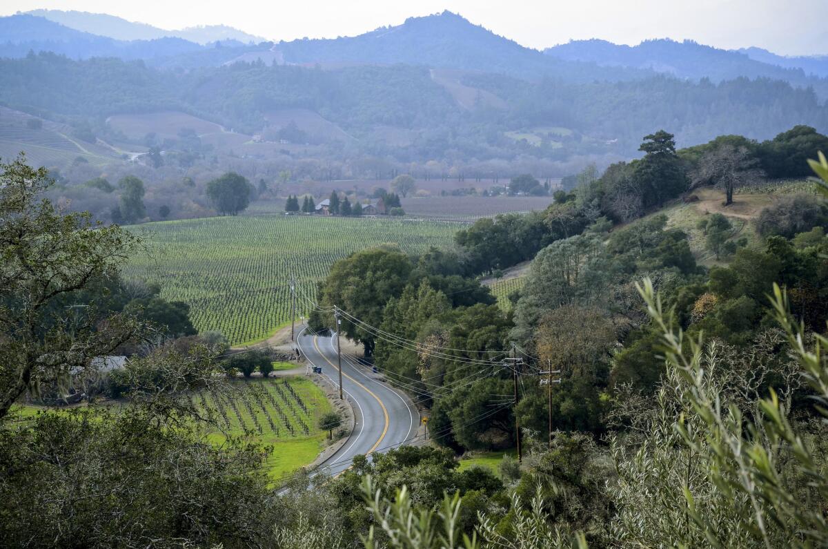 View from Trattore Wines on Dry Creek Road north of Healdsburg in Sonoma County. There are many wineries along the snaking Dry Creek Road.