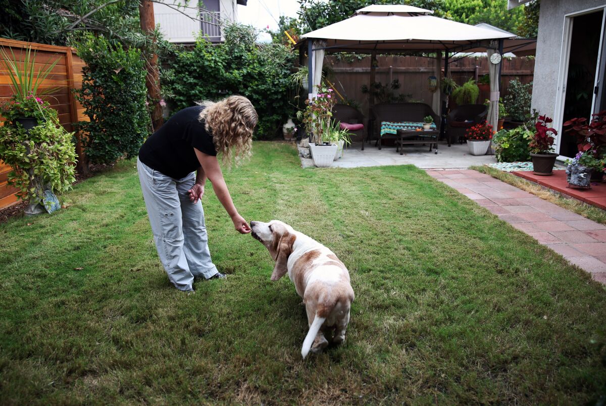 Andrea Cullipher has turned to CBD oil to treat her basset hound, Axel, for his arthritis.