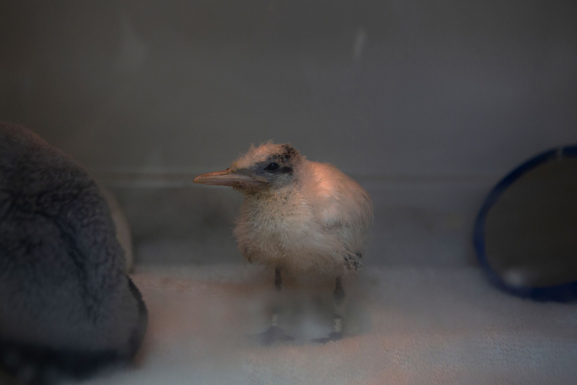 An elegant tern called "Little Mike" sits inside an incubator.