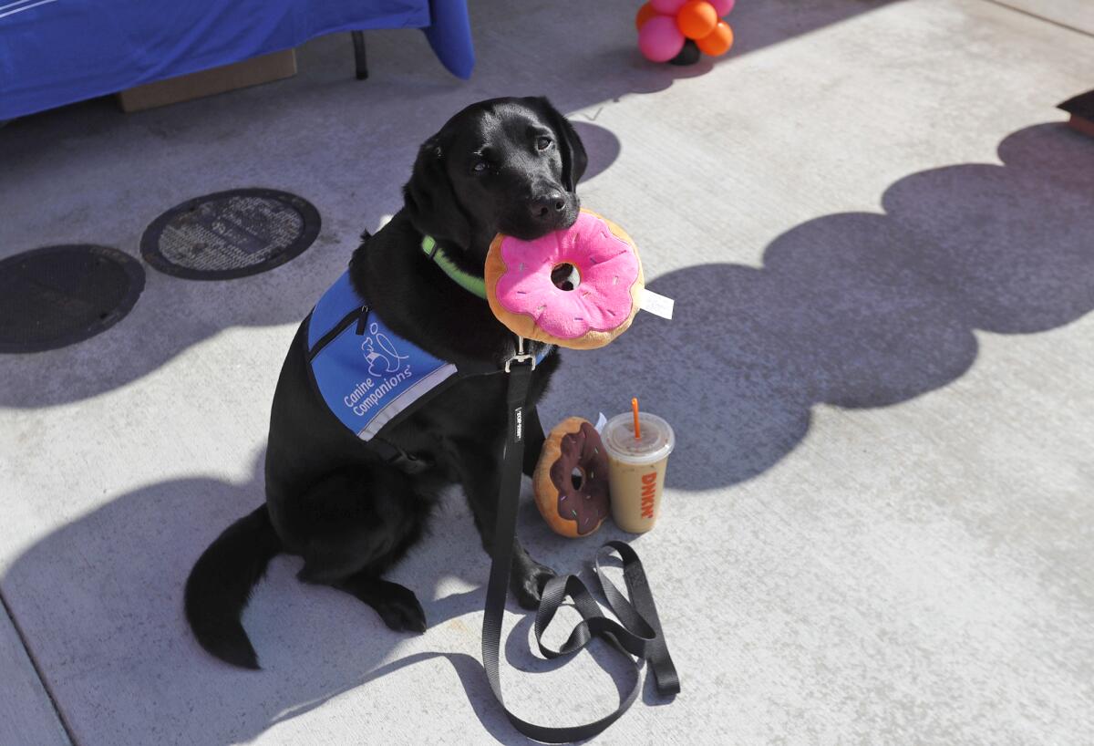 Black Labrador Odessa on Dunkin' Iced Coffee Day in Santa Ana.