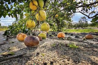 Fallen citrus fruit infected by the huanglongbing bacterium are seen on the ground of a university research grove. 
