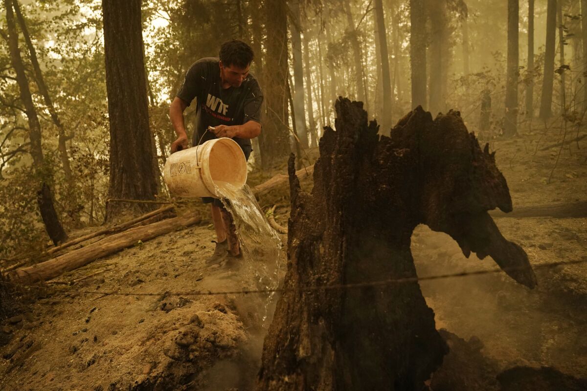 Erik Tucker pours water on a smoldering stump in an area burned by the Beachie Creek Fire, Saturday, Sept. 12, 2020.