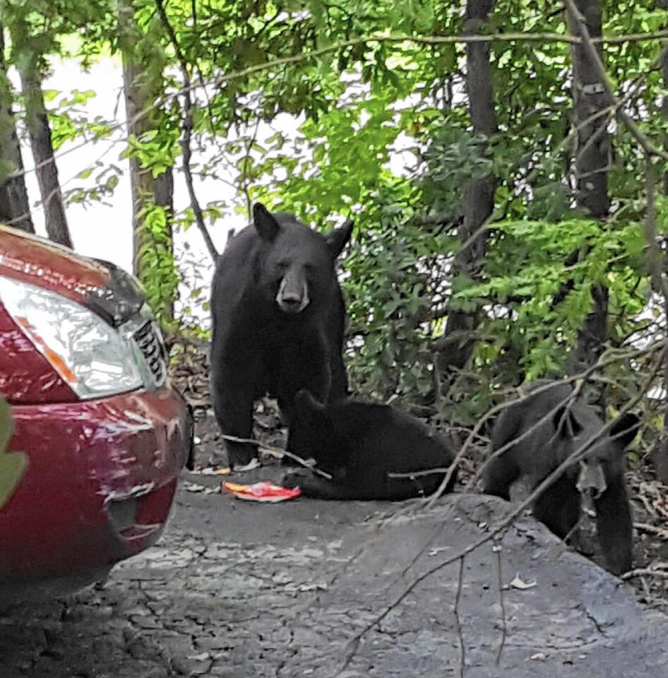 The writer gets a shot — taken from the deck of the family's cabin — of the black bear that broke into his minivan and pulled out food for her two cubs.