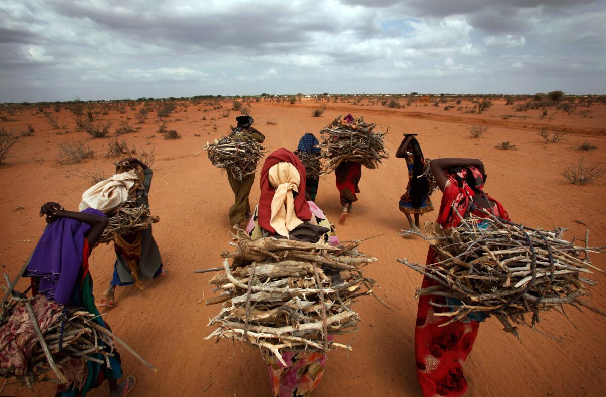 Women venture to the camp outskirts to forage for firewood, and return bowed under the big bundles lashed to their backs. The Dadaab complex, built in the early 1990s, was originally designed to hold less than a fourth of its current population.