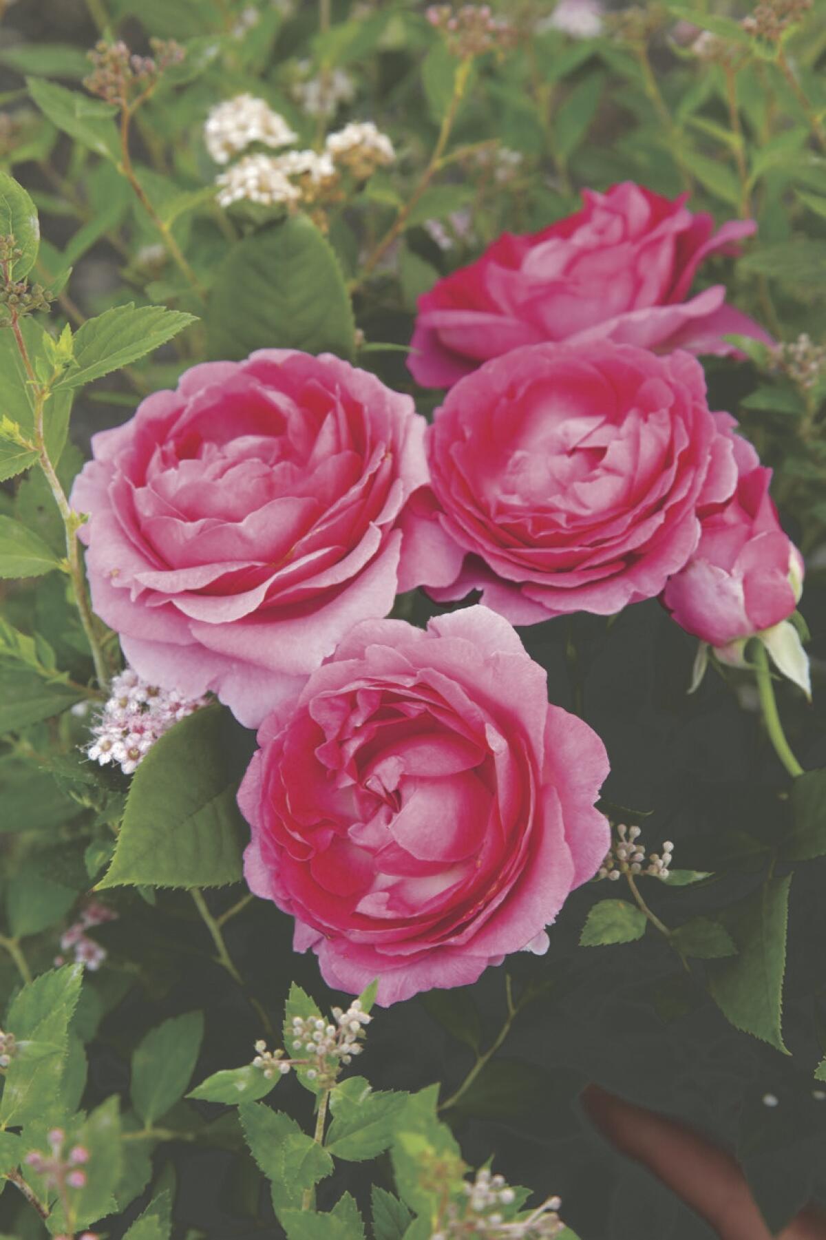 The pink blooms of ‘Raspberry Cupcake’ have large, cupcake petals.
