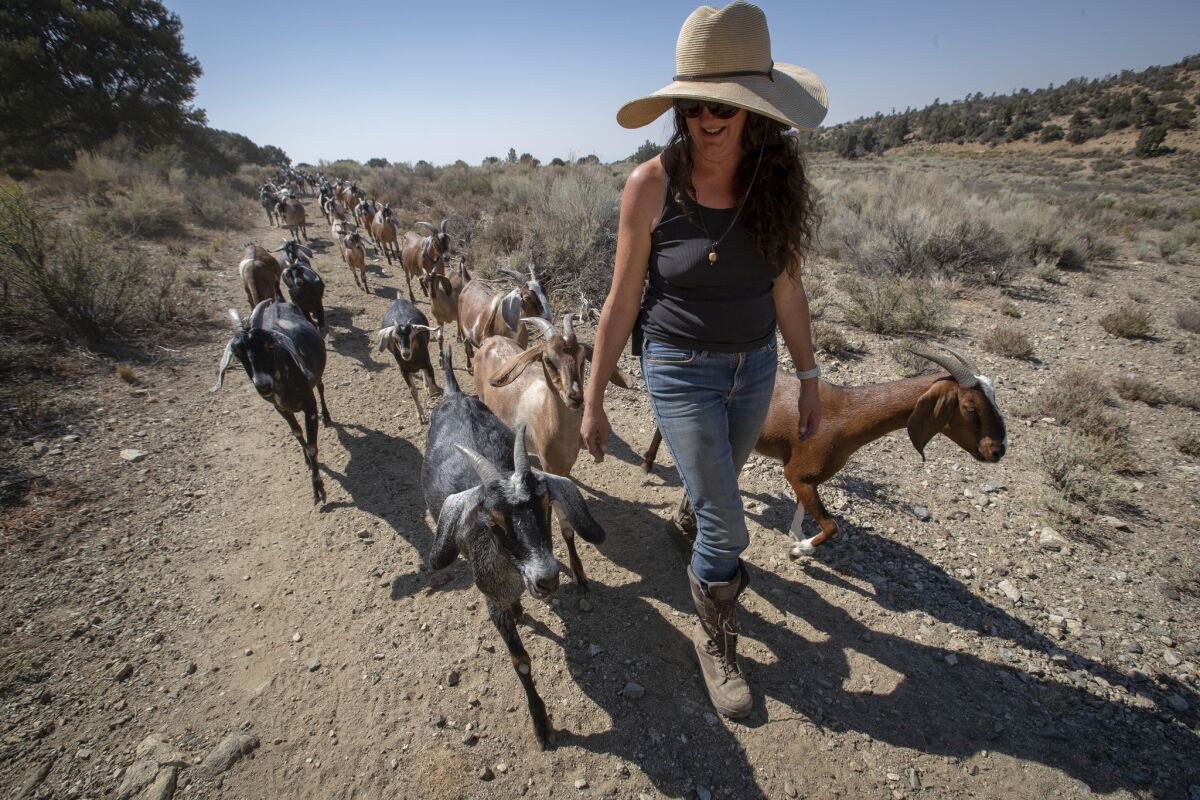 Gloria Putnam herds her mostly female Nubian goats on her 70-acre goat farm in the Angeles National Forest called Angeles Crest Creamery.