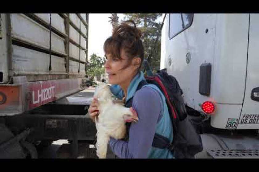 Alexandra Paul to go on trial in chicken theft from Foster Farms truck