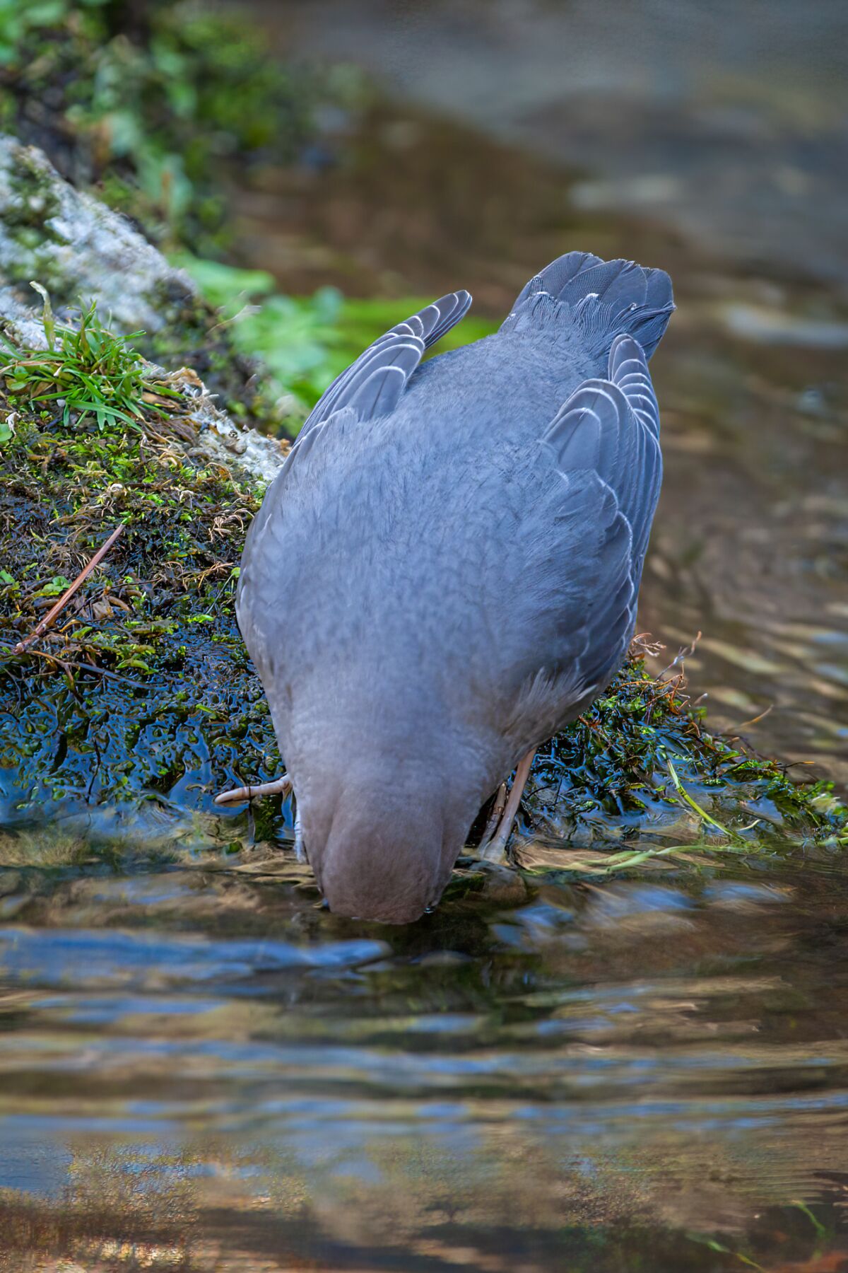 An American dipper searches the water for food.