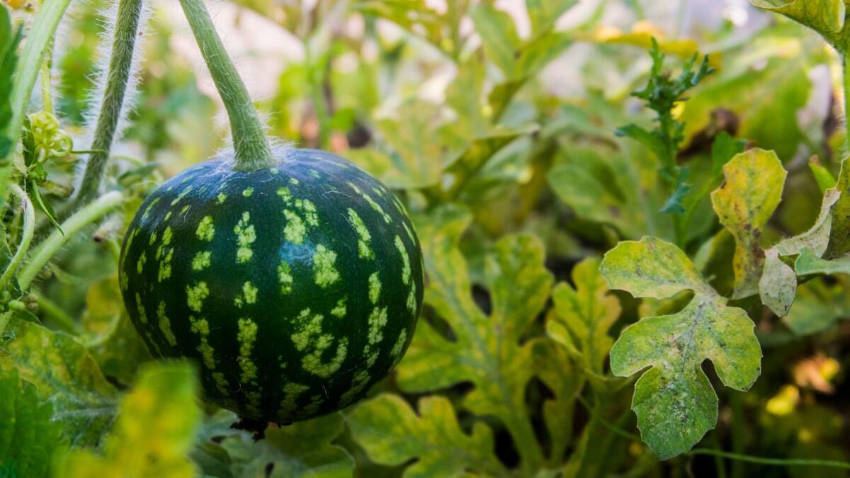 Watermelon growing on vine ** OUTS - ELSENT, FPG, CM - OUTS * NM, PH, VA if sourced by CT, LA or MoD **