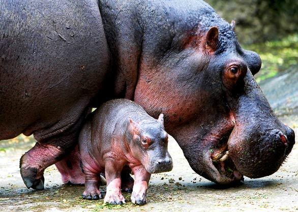 New mother Dolly, a Nile hippopotamus, keeps a watchful eye over her 4-day-old male offspring at Taman Safari in Bogor, Indonesia.