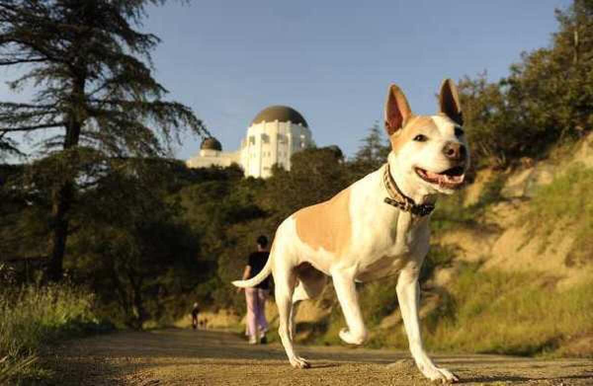 A dog, probably not named Fido, on a Griffith Park trail.