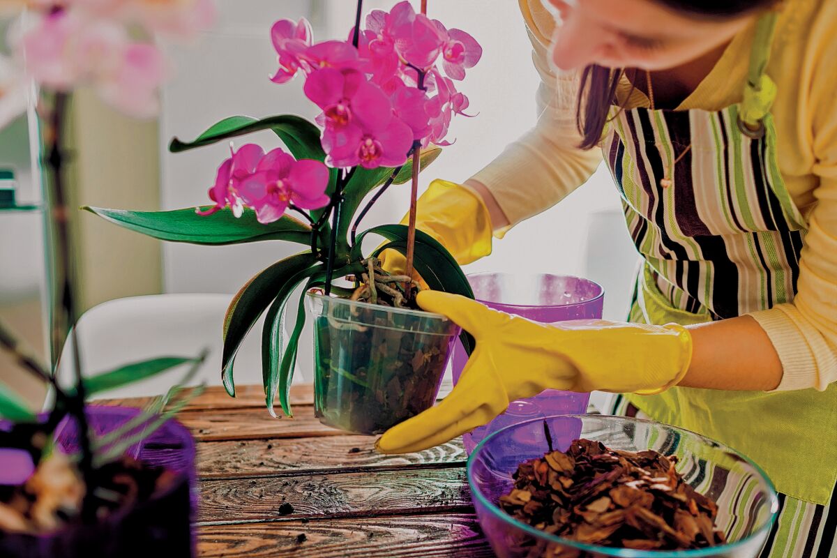 La Jolla Garden Club discusses orchids 1 p.m. Tuesday, Nov. 19, 2019 at La Jolla Woman’s Club, 7791 Draper Ave., La Jolla.