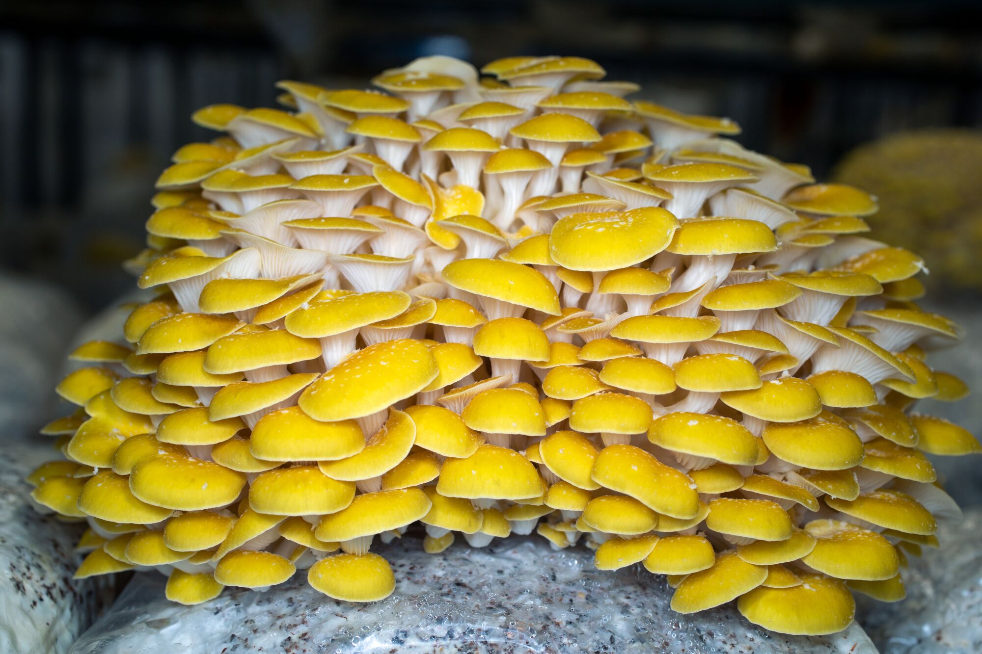 A bunch of yellow oyster mushrooms growing at an urban farm.