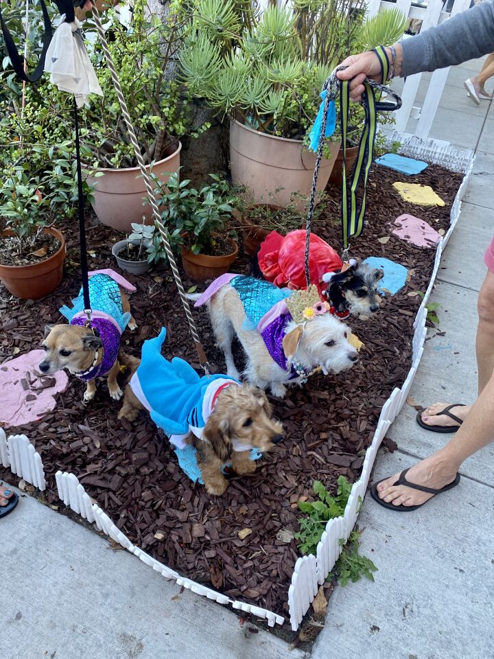 This ocean-themed group of canines won "Dog-O-Ween's" people's choice award.