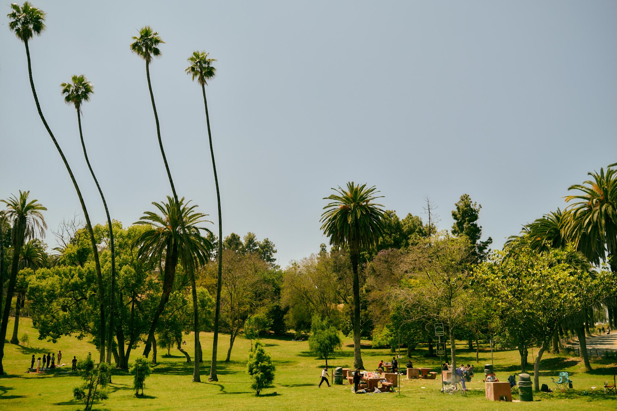 A view of the Elysian Park skyline; palm trees tower over picnic tables.
