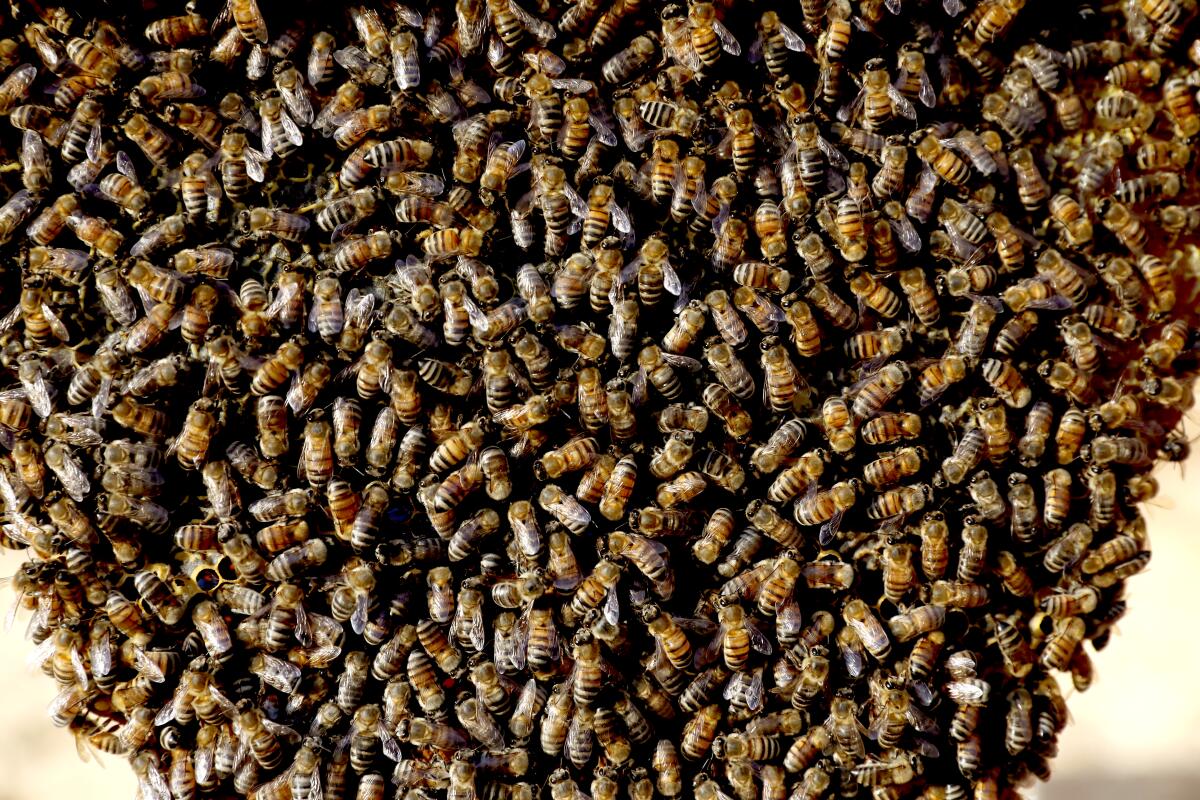 A photo of bees.