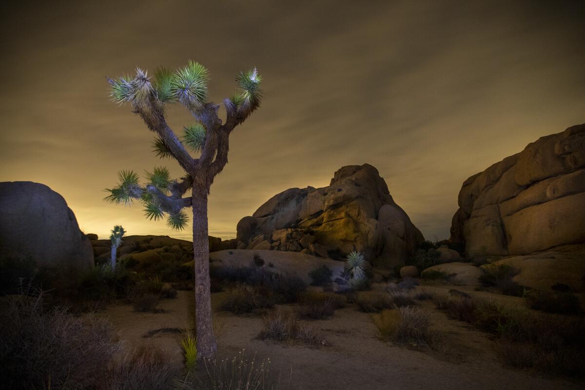 A Joshua tree in a rockey landscape 