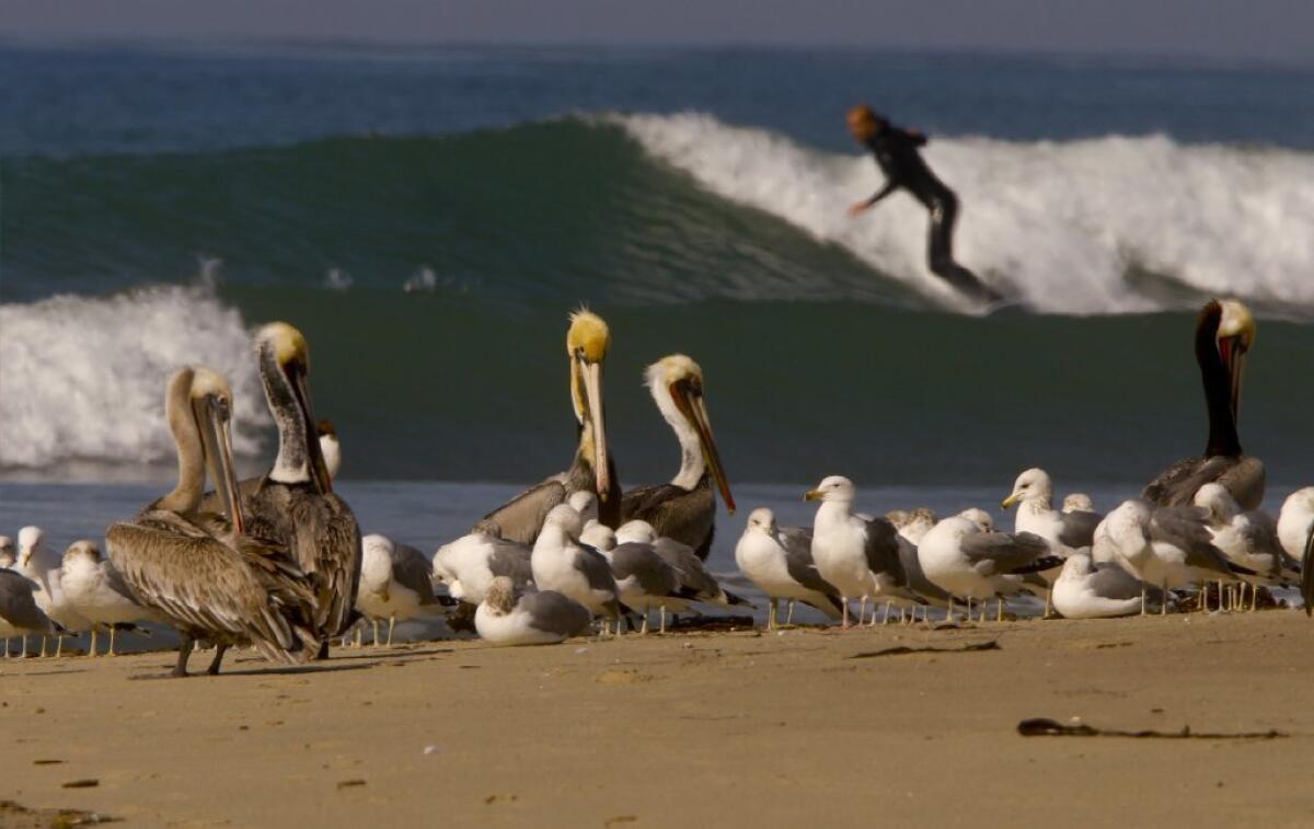 The Trestles surf break would have been affected by a proposed toll road through parts of San Onofre State Beach.