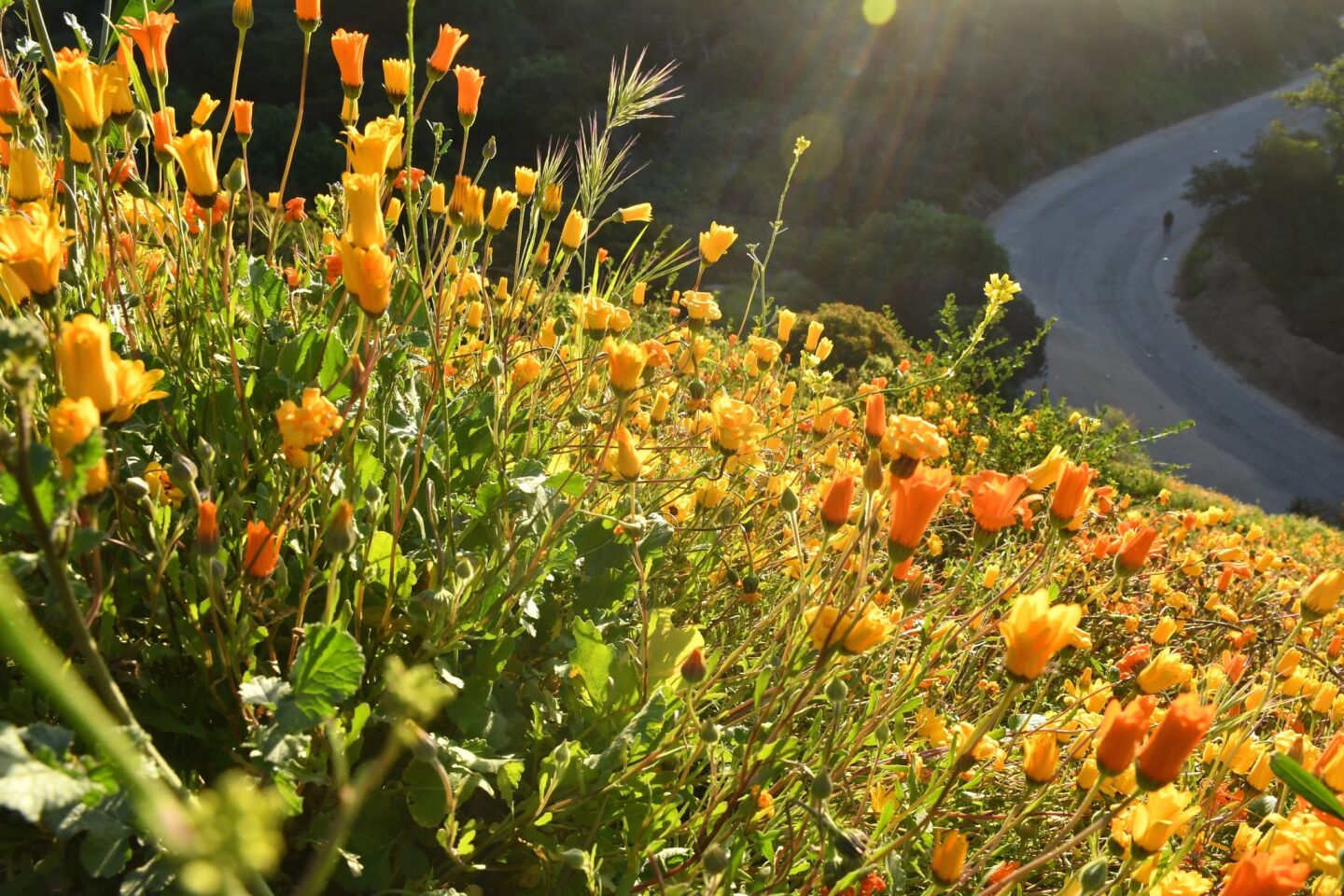 Wildflowers flourish in Griffith Park. Southern California last experienced a great wildflower bloom in 2017 (see super bloom photos).