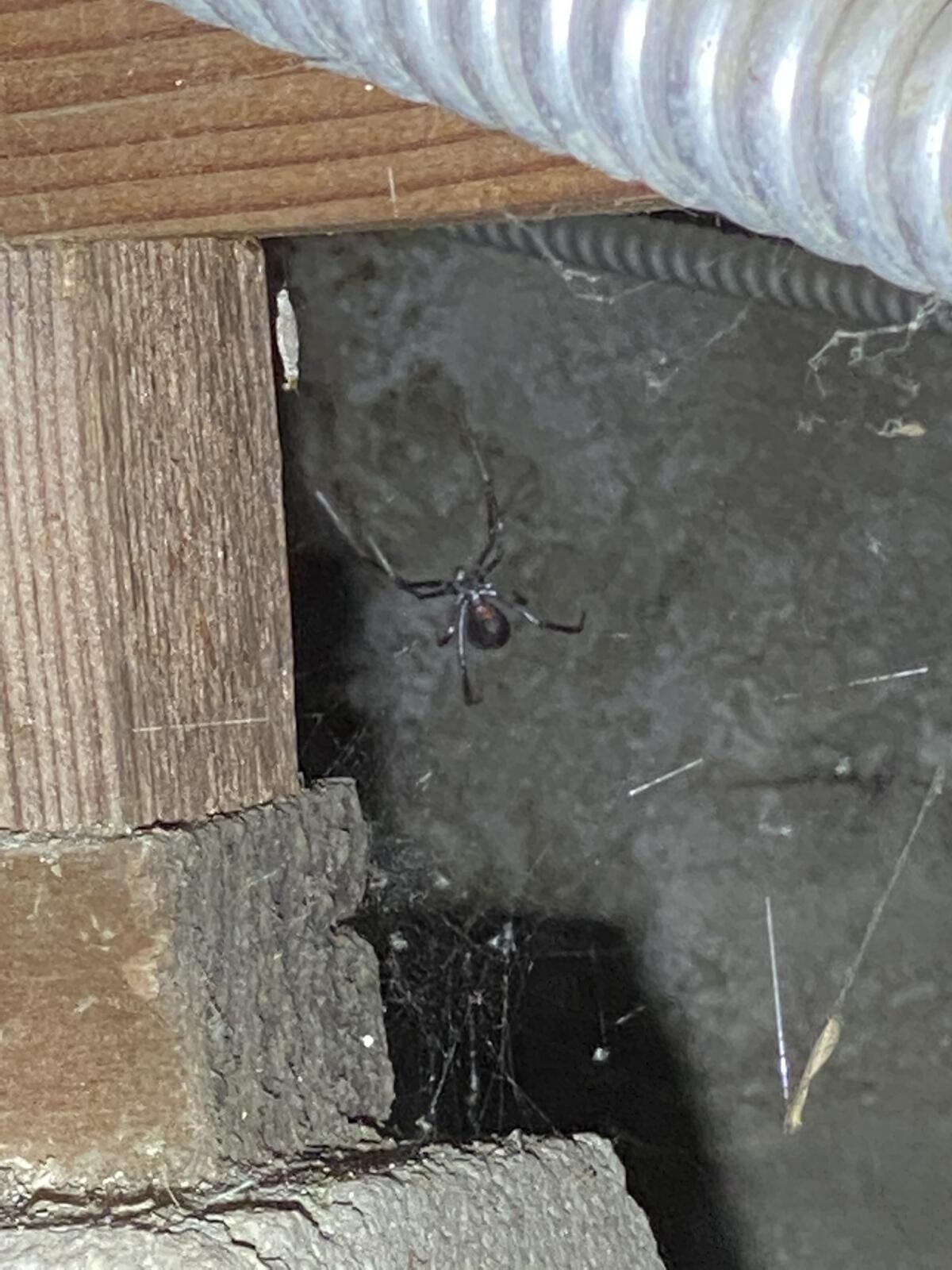 A black widow spider in a crawl space. 