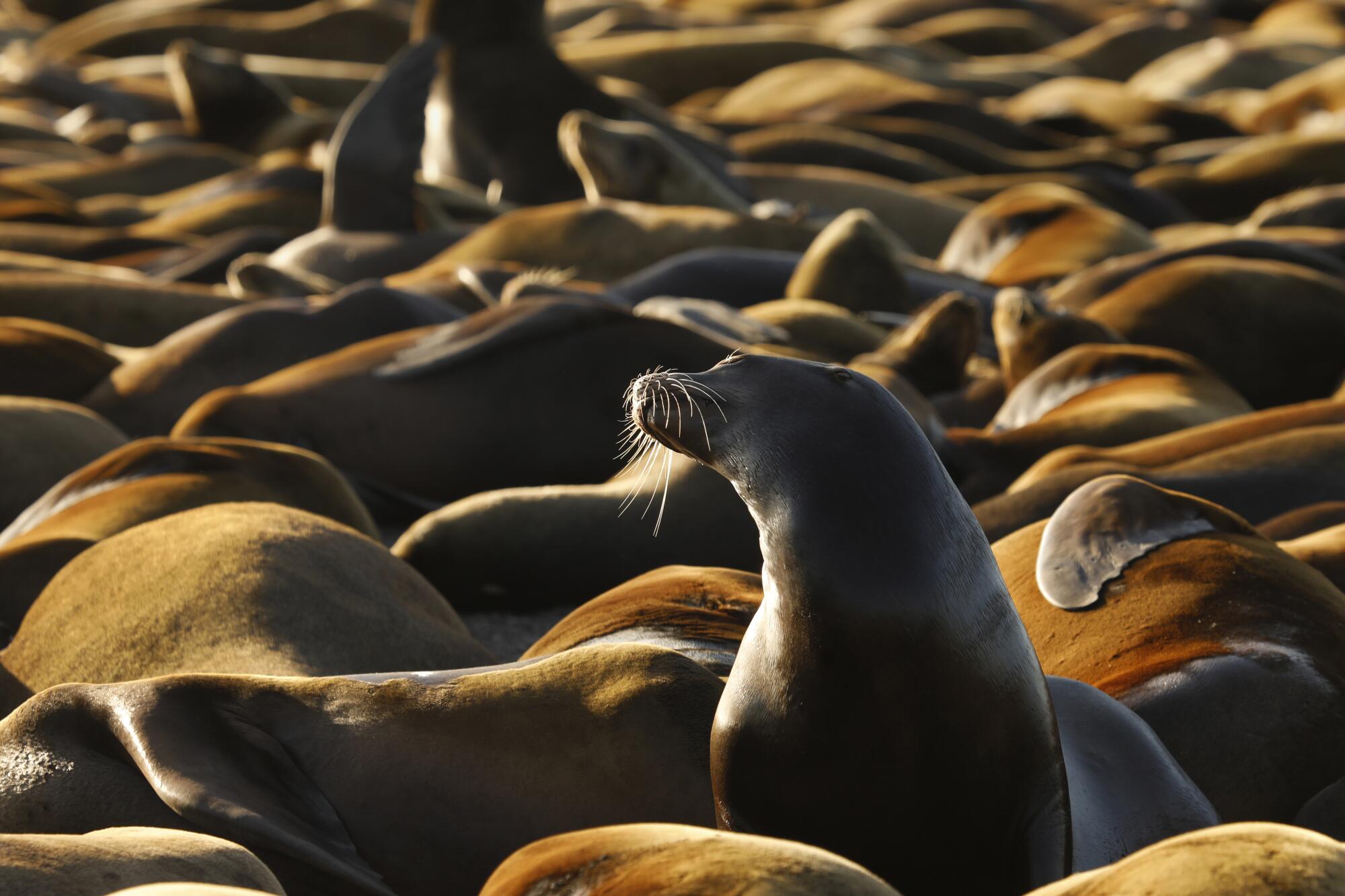 A sea lion raises its head above hundreds of other sleeping sea lions