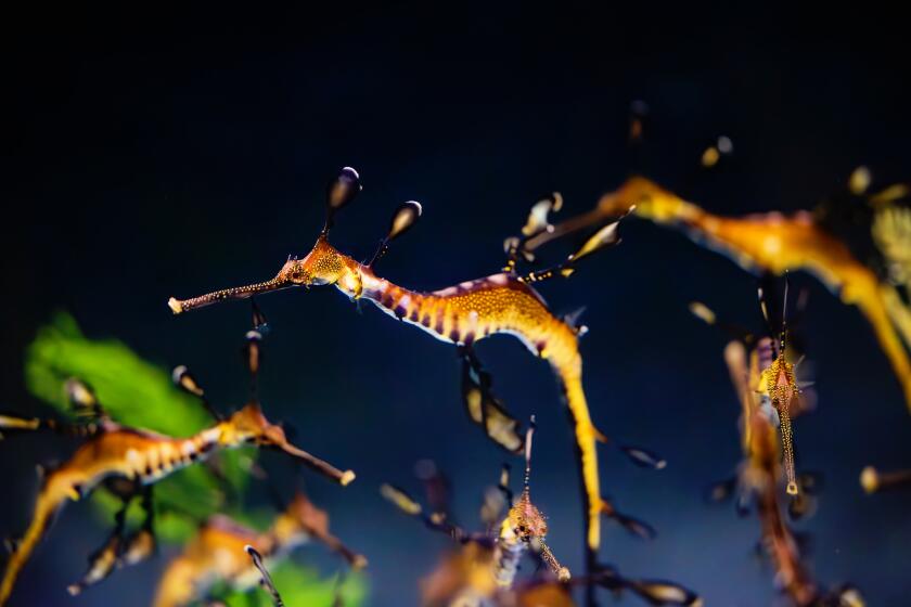 A baby seadragon, as photographed in December 2023.