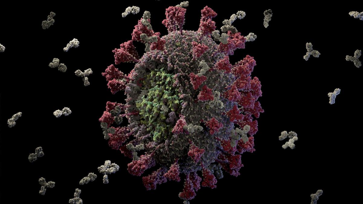 An atomic resolution 3-D model of the SARS-CoV-2 coronavirus.