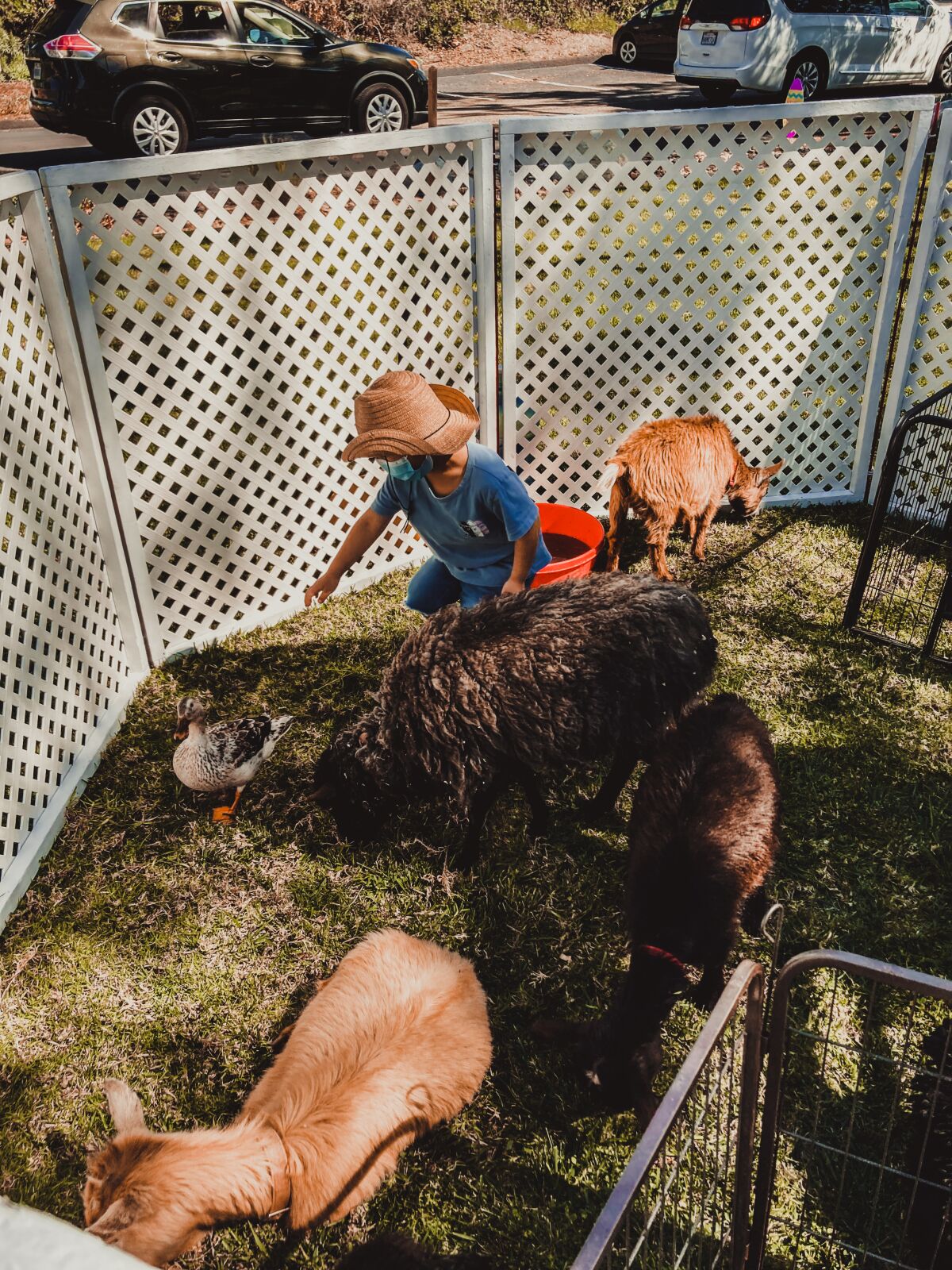 Guests at La Jolla Community Church's Easter drive-through event March 27 could visit a petting zoo.