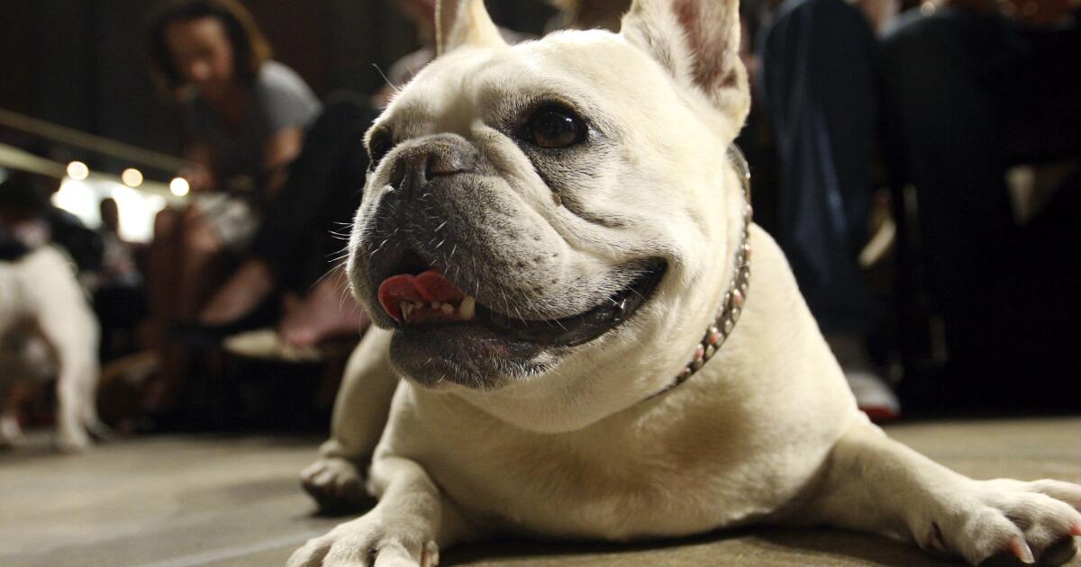 Perros Bulldog francés: ¿por qué son tan delicados durante su crianza? -  Gente - Cultura 