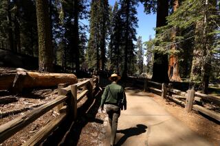 National Park Service Ranger Anna Nicks walks through a grove of sequoia trees in Sequoia National Park.
