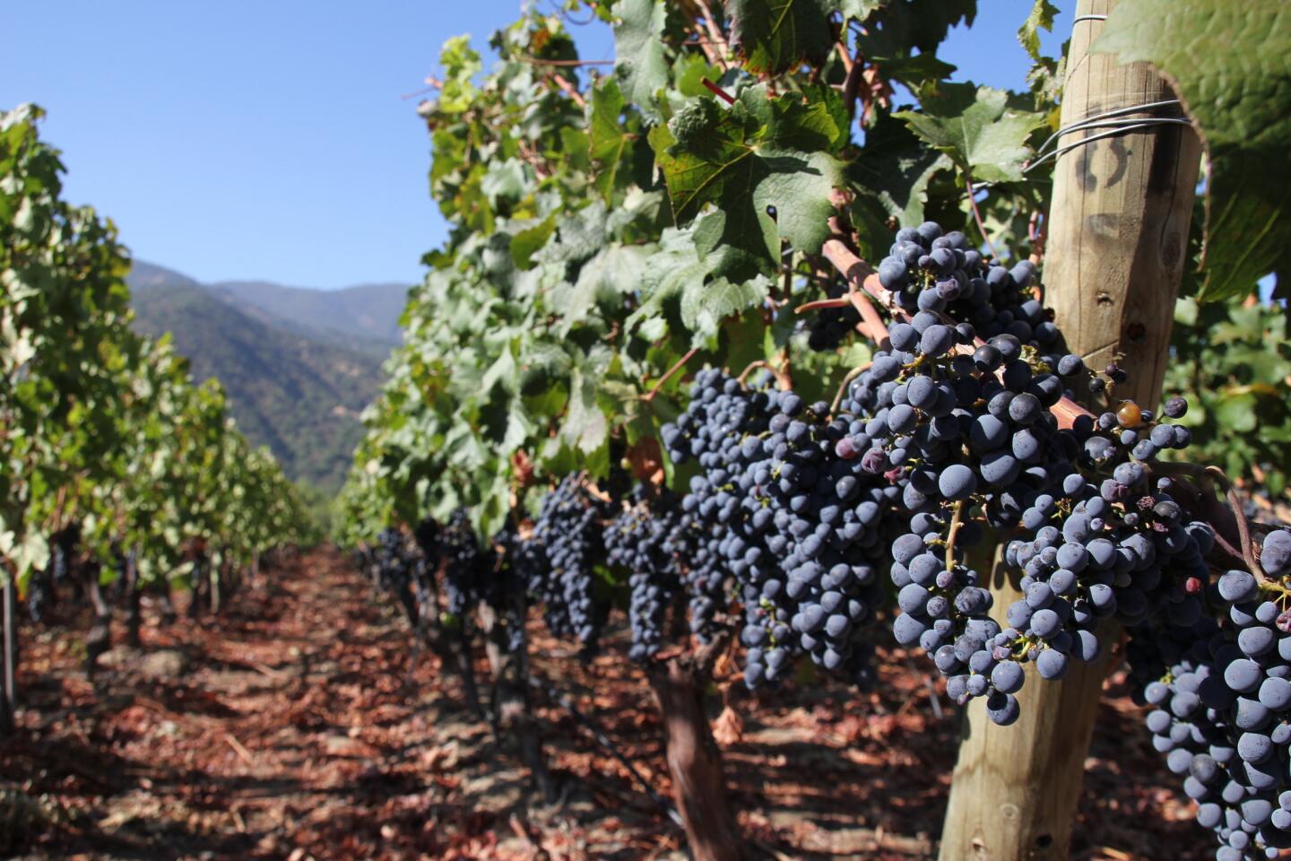 Vik acreage features Carmenere, Cabernet Franc, Cabernet Sauvignon, Merlot and Syrah grapes.