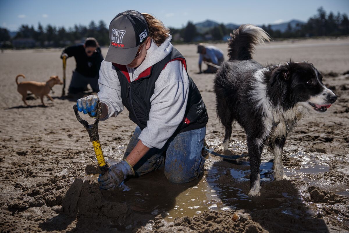 Kathy Davis and the rest of her family dig for clams at Siletz Bauy in Lincoln City, Ore.(Marcus Yam / Los Angeles Times)