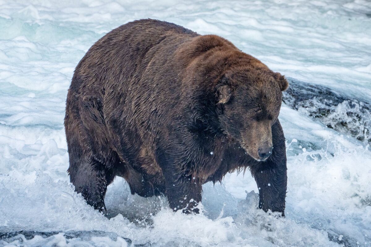 A brown bear lumbers in fast-moving water.