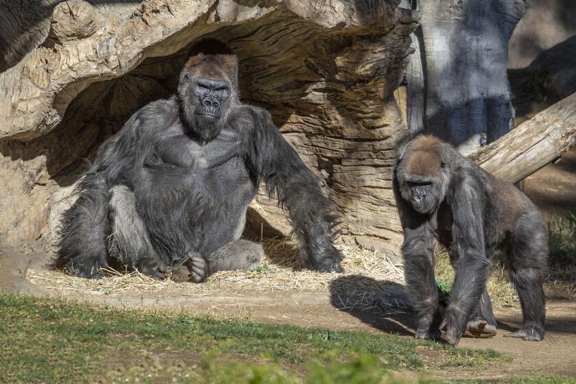 ESCONDIDO CA JANUARY 10, 2021 - Gorilla Troop at the San Diego Zoo Safari Park Test Positive for COVID-19. The great apes continue to be observed closely by the San Diego Zoo Global veterinary team.