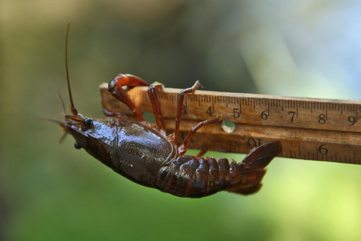 Targeting crayfish