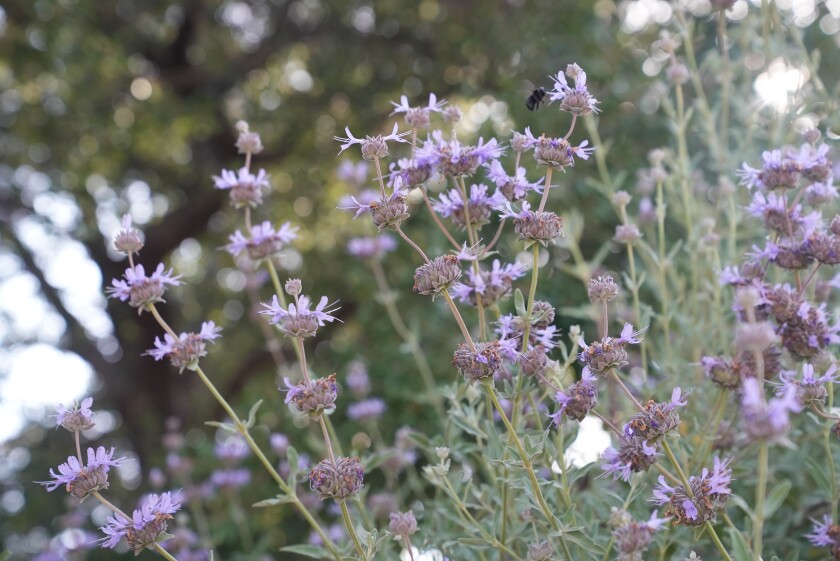 Purple flowers