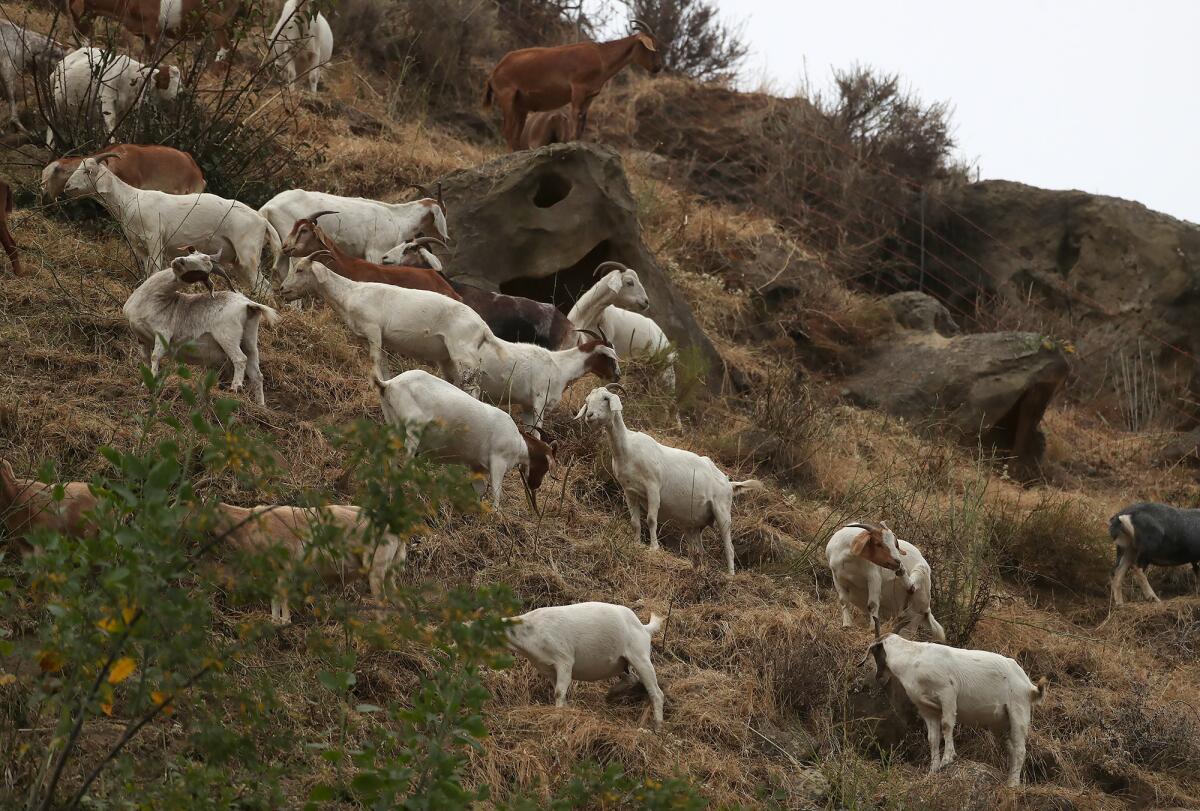 Dozens of goats consume vegetation on a hillside in Laguna Beach.
