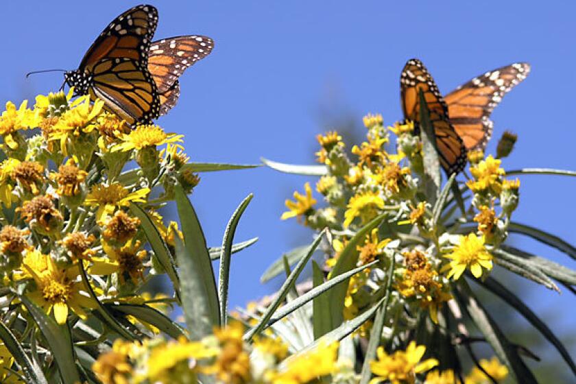 Millions of orange-and-black monarch butterflies travel from the United States and Canada each winter to reach a rural corner of Michoacan state in western Mexico.