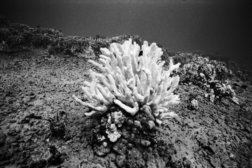 The National Oceanic and Atmospheric Administration has just declared the third global coral bleaching event in history.