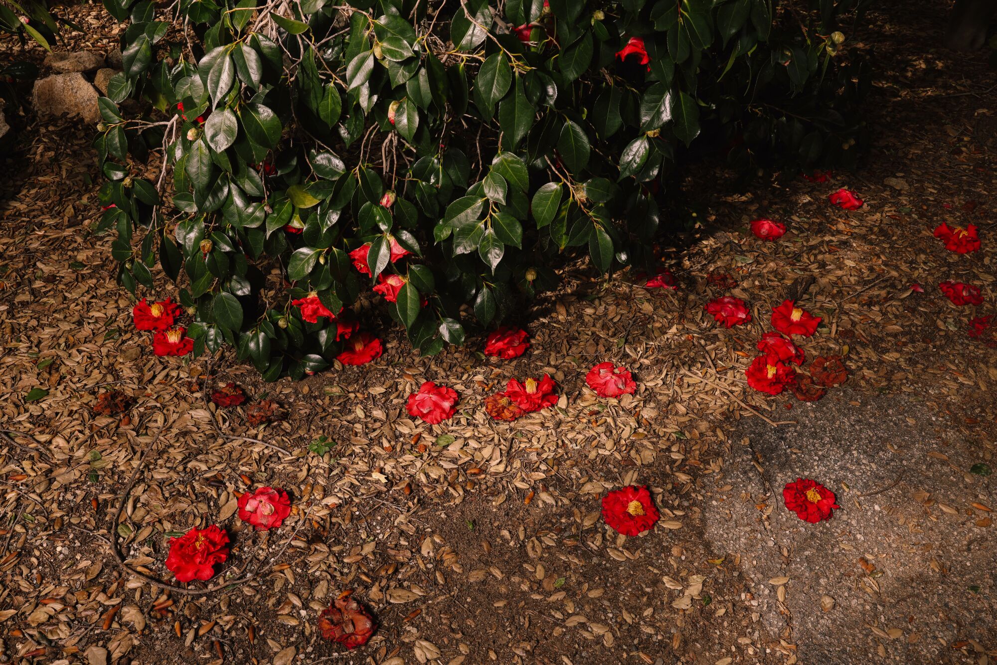 A camellia in bloom, with fallen flowers around it.