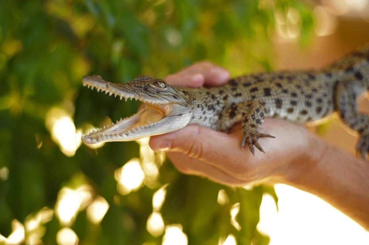 The genetic history of birds, published Thursday, relied in part on a new genome study of the crocodile.