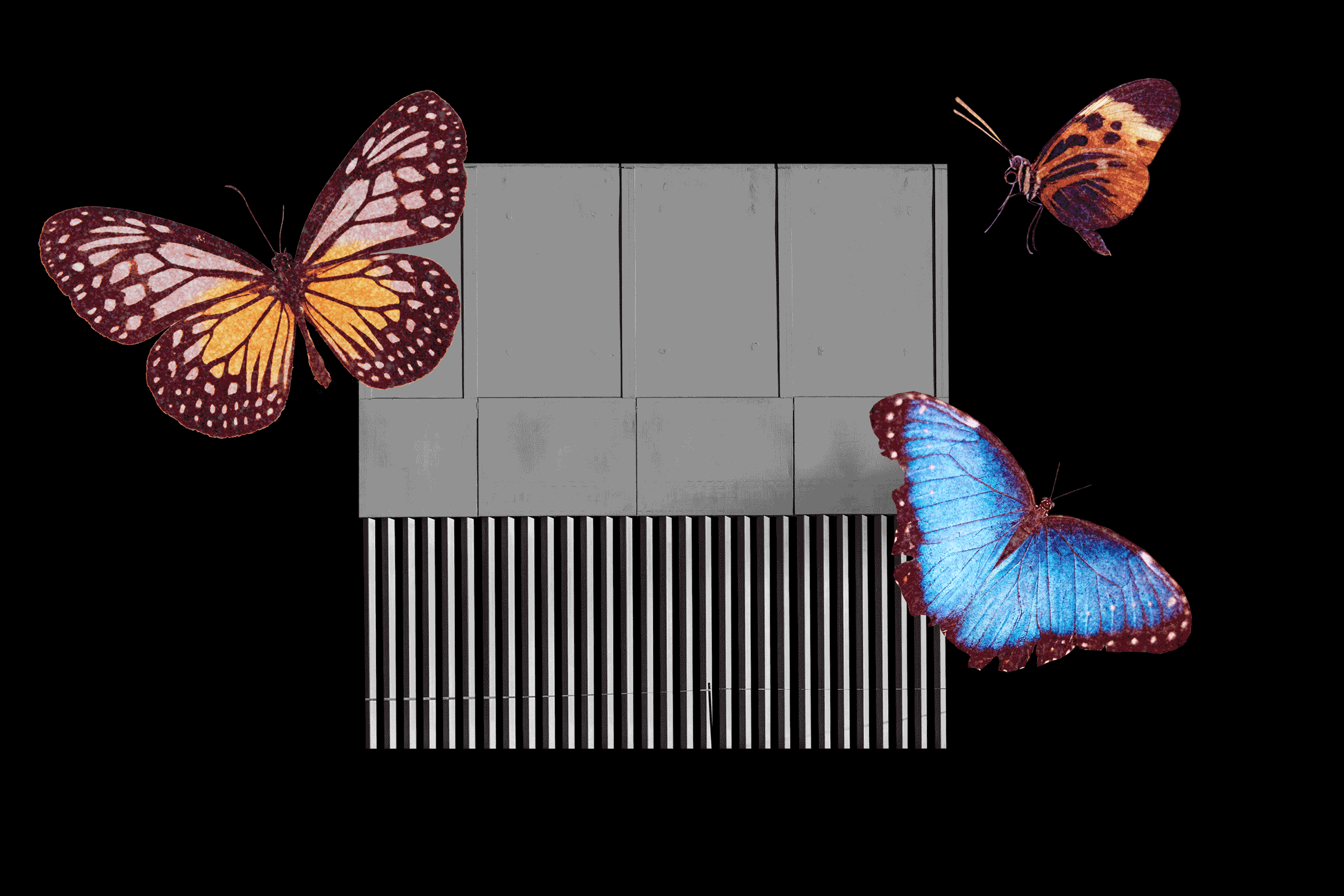 A photo illustration including a section of the U.S./Mexico wall and butterflies 